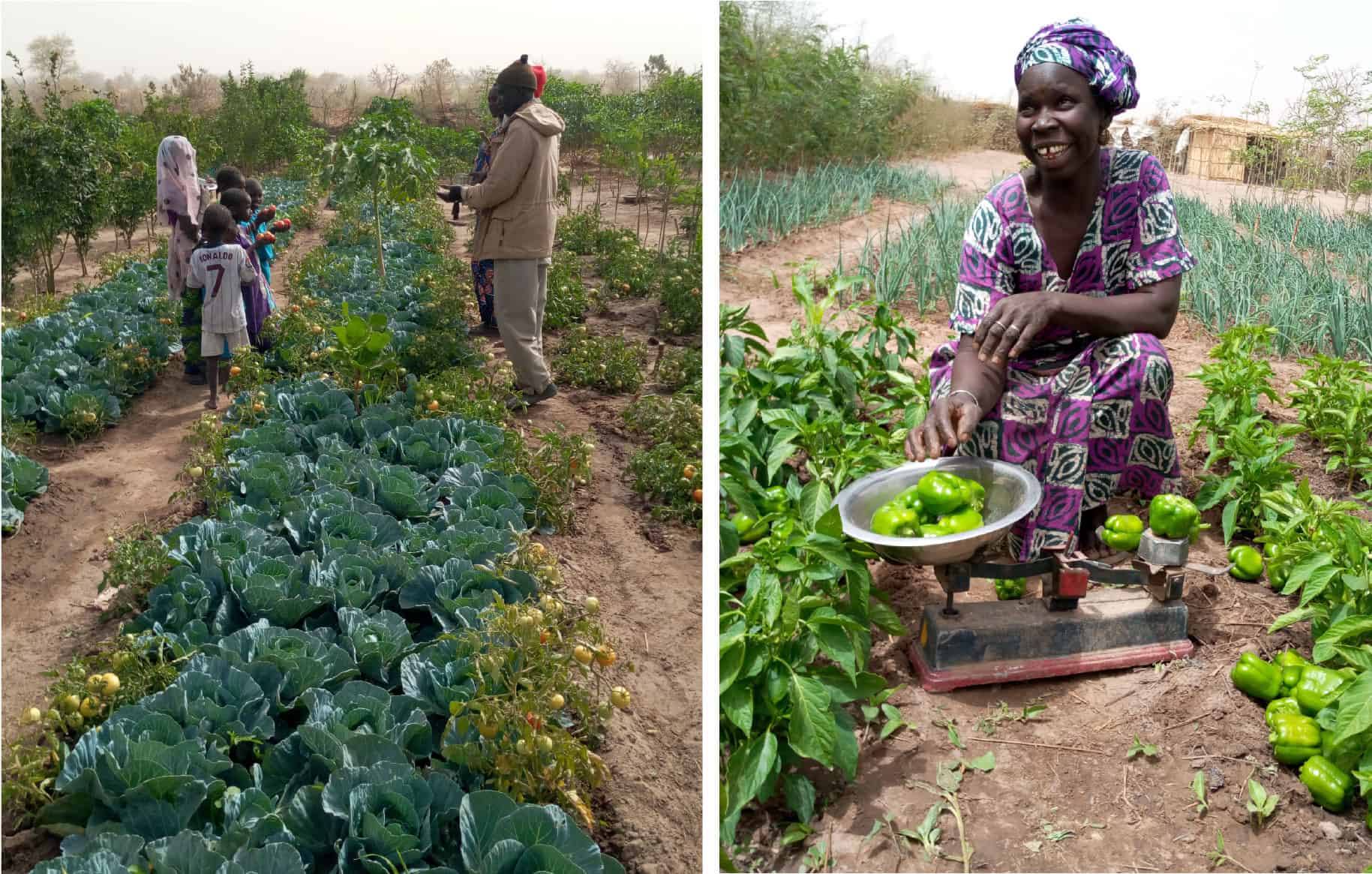Kaffrine-3-Farmers_Trees_for_the_Future-opt